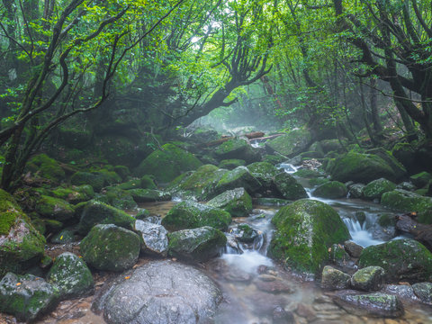白谷雲水峡_01