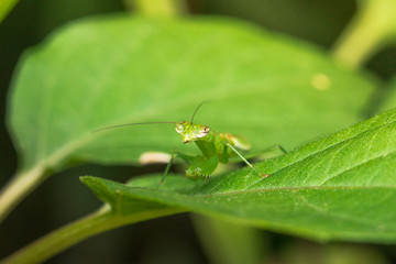 green grasshopper on a leaf