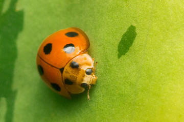 ladybug on green leaf