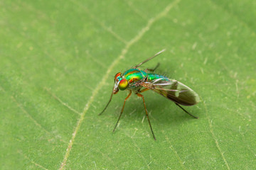 fly on leaf