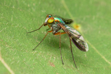 fly on leaf