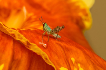 grasshopper on a flower