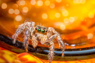 Jumping Spider bokhe