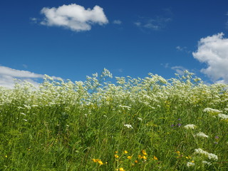 Grass & Sky