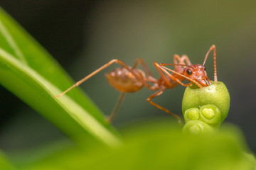 ant on leaf