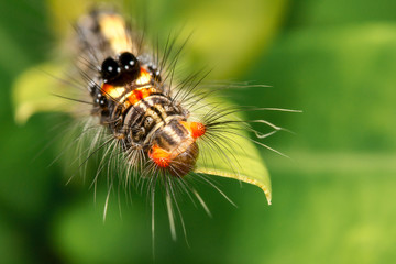 butterfly on flower