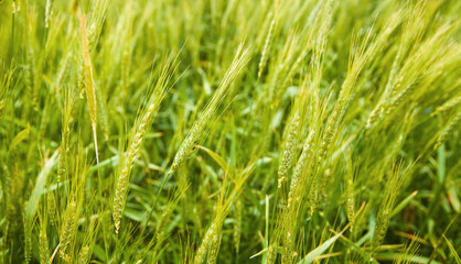 Fototapeta na wymiar Beautiful view of wheat field.