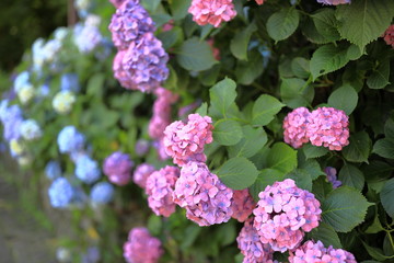 飛鳥山公園の紫陽花