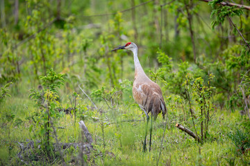 Sandhill Crane