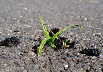 Persist and Success in business concept. Green plant growing from asphalt on road.
