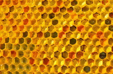 Pollen bees placed in cells