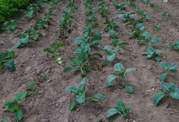 Young seedlings of white cabbage in the field.