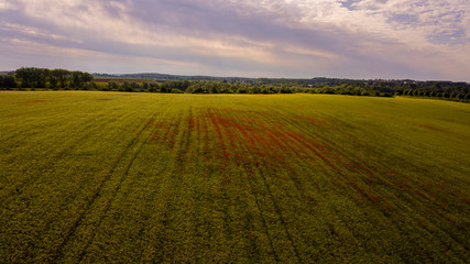 Fototapeta na wymiar poppy field with cornflowers in a mid aerial view