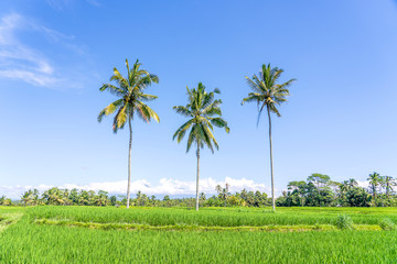 Obraz premium Three coconut palm trees on green rice terraces near Ubud in island Bali, Indonesia