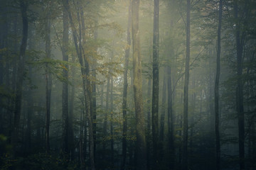 Magic autumn forest, romantic, misty, foggy landscape