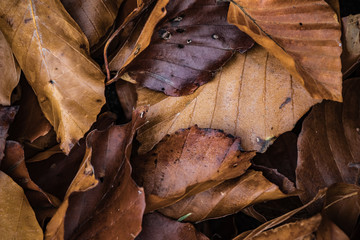 Wet dry leaves on the ground, autumn background concept