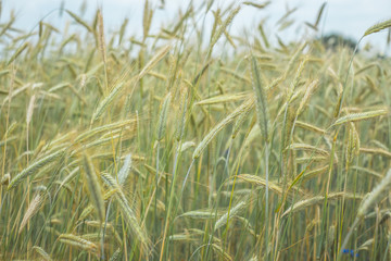 Field of rye