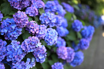 飛鳥山公園の紫陽花
