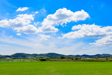 Korean traditional rice farming. Korean rice farming scenery. Rice field and the sky in, Gimpo-si, Gyeonggi-do,Republic of Korea.