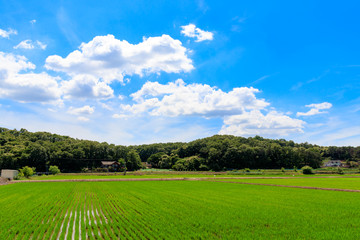 Korean traditional rice farming. Korean rice farming scenery. Rice field and the sky in, Gimpo-si, Gyeonggi-do,Republic of Korea.