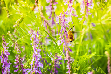 Broad-bordered bee hawk-moth (Hemaris fuciformis) on a wildflower against green natural background