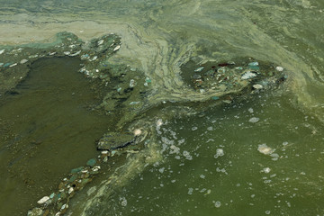 Dirty wave with old dirty algae. Dirty seaweed sea surf lines in seaport. Dirty sea, environmental...