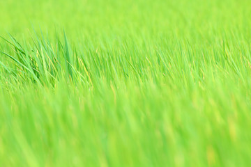 blurred rice field green for background nature, image background of rice field, blur of rice leaves green for background, rice natural