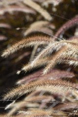 Close Up Purple Fountain Grass