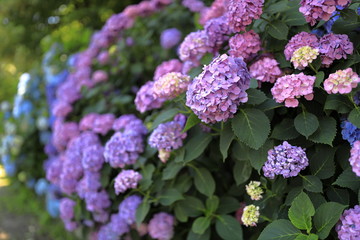 飛鳥山公園の紫陽花