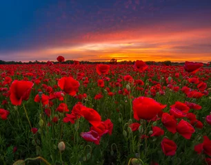 Wall murals Poppy panorama of a field of red poppies against the background of the evening sky