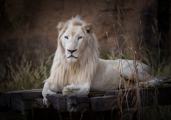 Male white lion sitting in the natural forest.