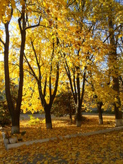 Fototapeta premium landscape