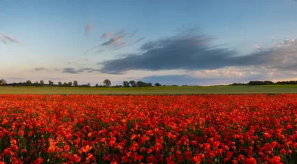 Poster panorama of a field of red poppies against the background of the evening sky © Mike Mareen