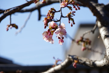 咲き始めの河津桜