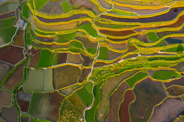 Terraced field in guizhou china