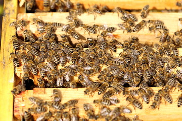 viele Honigbienen sitzen auf dem Bienenkasten
