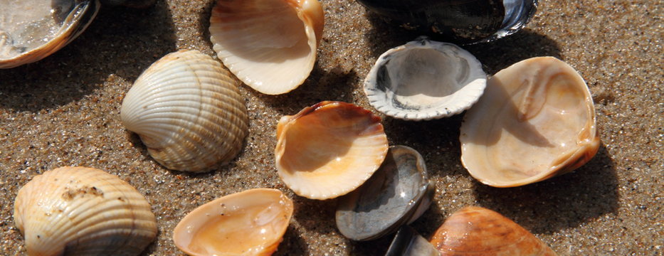 Miesmuscheln am Strand