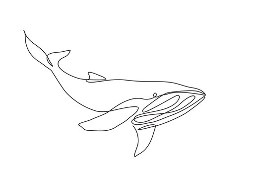 Whale One line drawing design. Hand drawn abstract minimalist style. Editable vector