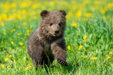 Fototapeta premium Brown bear cub playing on the summer field