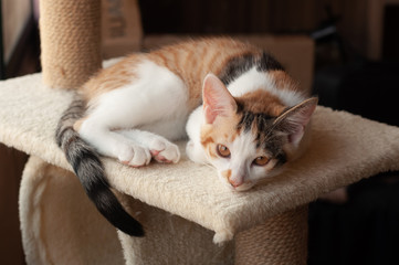 adorable calico kitten