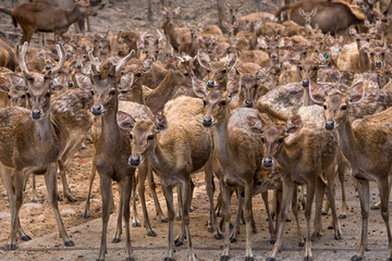 Herds of deer are standing in the natural forest.