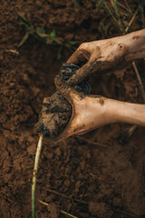 hand planting seeds in soil