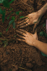 hands planting tree in soil