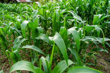 Close up the leaves of corn in Agriculture Farm