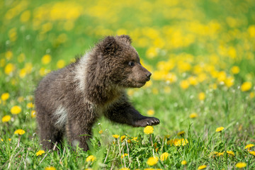 Fototapeta premium Brown bear cub playing on the summer field