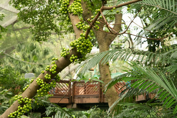 Hongkong Park mit Feigenbaum 