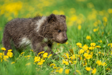 Brown bear cub playing on the summer field
