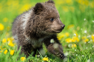 Fototapeta premium Brown bear cub playing on the summer field