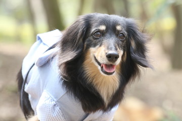 ダックスのお散歩