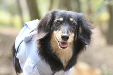 ダックスのお散歩